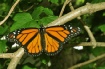 Monarch